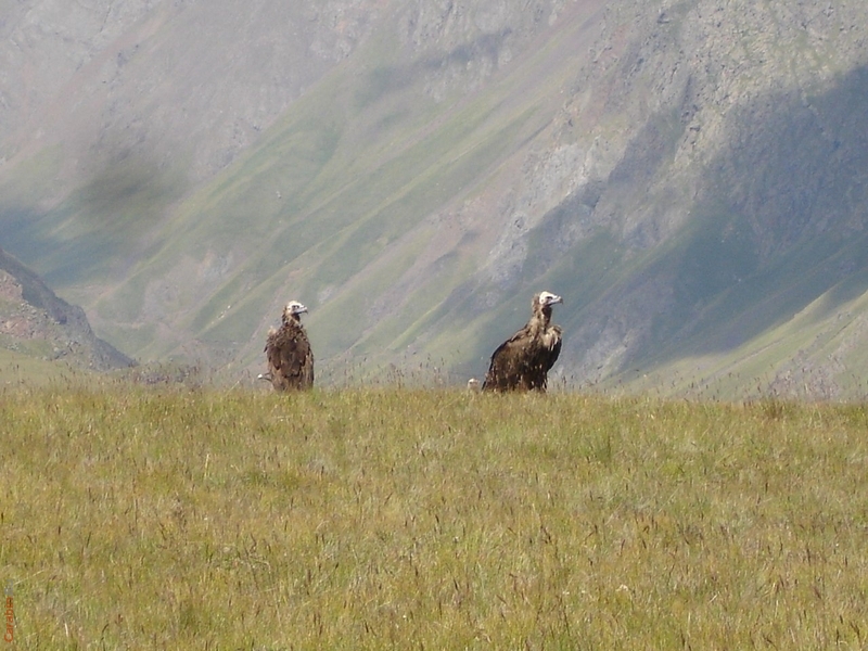 целое семейство
