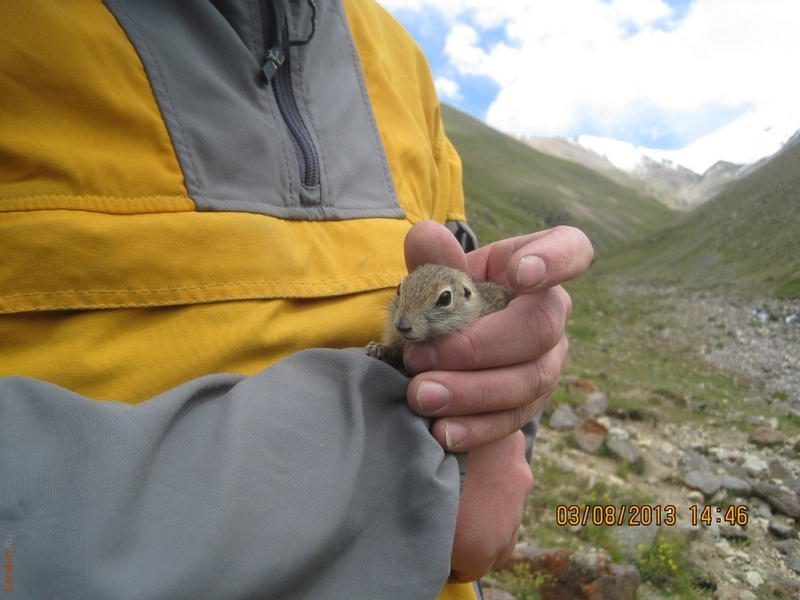 пойманный суслик