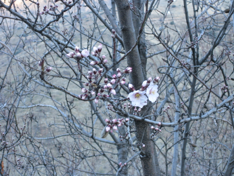 Миндальное дерево