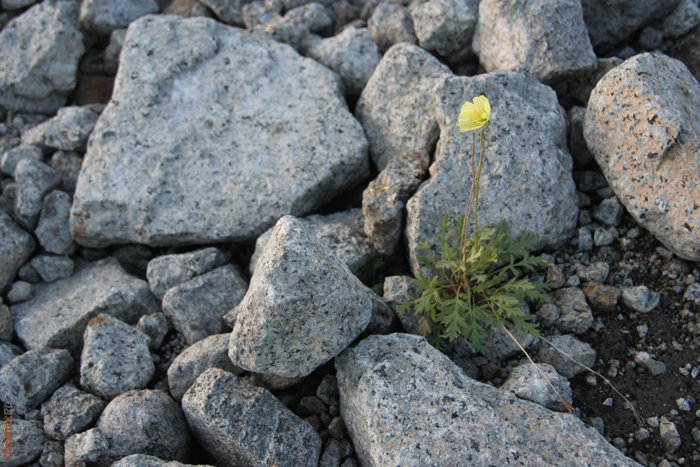 самый сильный