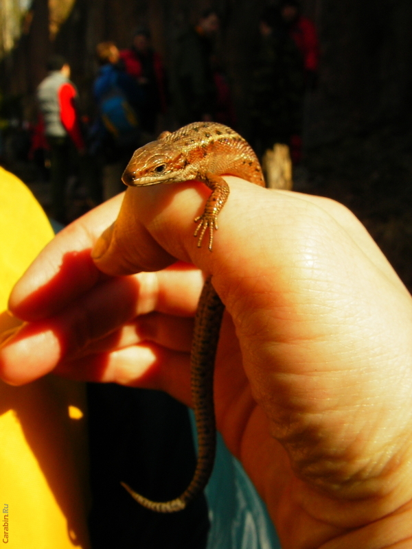 динозаврик