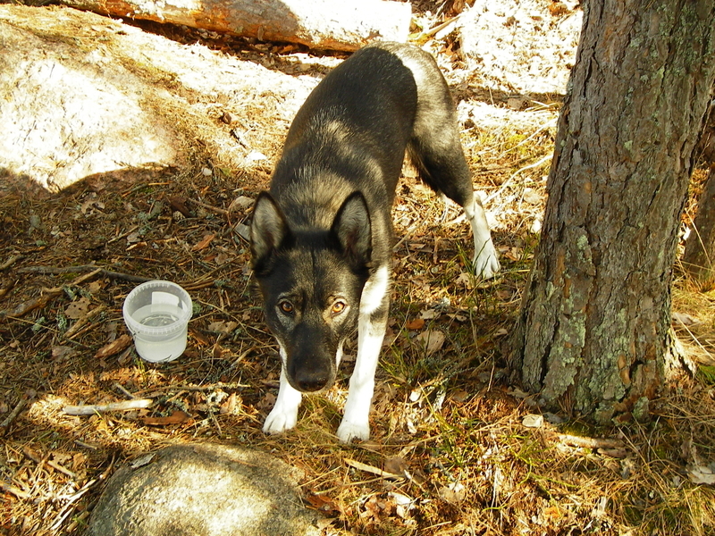 суперсобака