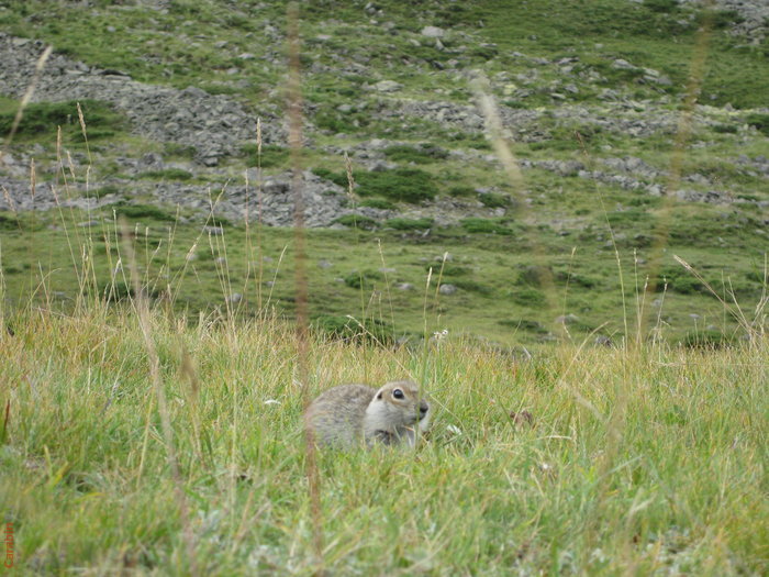 Суслики везде