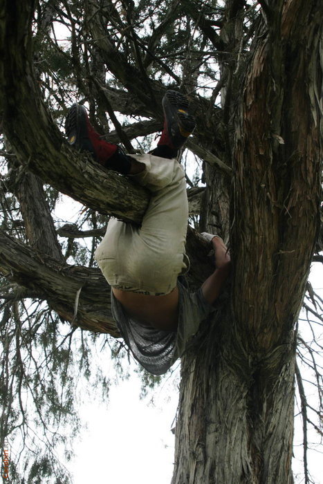 Витя лезет на арчу