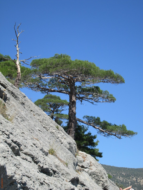 Новый Свет. Сосна Станкевича