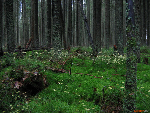 Заколдованн ый лес