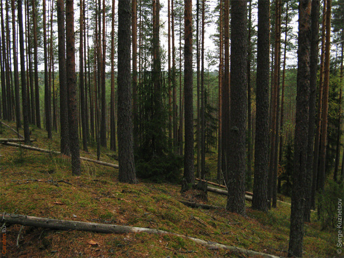 Дистанция КД 2010