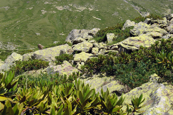 Можжевелово-рододендровые заросли