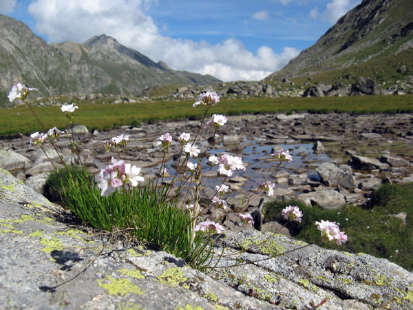 Есть ли жизнь в горах?