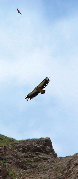 Орлы или грифы