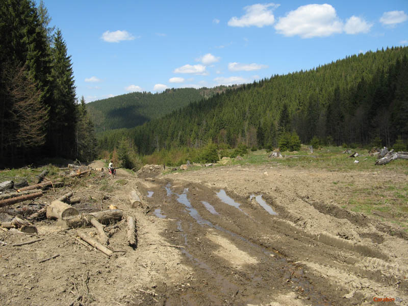 Дальше дорога разбита лесовозами