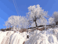Ледовое дерево