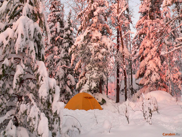 Розовые елочки