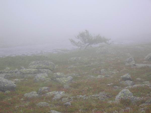 Деревце в облаке