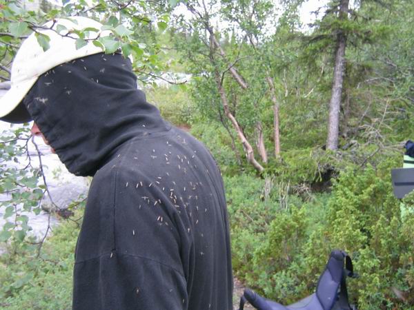 Комаринный ужас