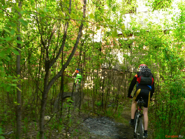 Городские джунгли