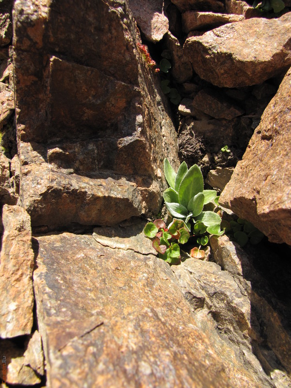 упрямое растение