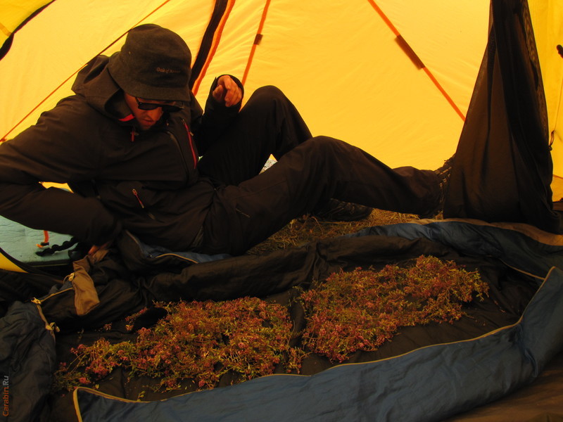 урожай чабреца