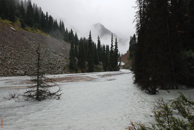 здесь ходят сели