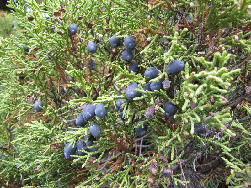 спелая арча (веточка)