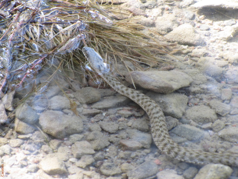  на реке Или Придворная змея
